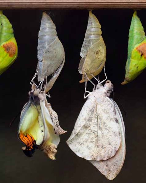 Life Cycle of Butterflies. Life Cycle of Butterflies. Metamorphosis- egg, larva (caterpillar), pupa (chrysalis), adult. Free Worksheet. Caterpillar Metamorphosis, Emerging Butterfly, Moth Metamorphosis, Butterfly Larva, Moth Cocoon, Butterfly Pupa, Butterfly Metamorphosis, Butterfly Chrysalis, Emperor Moth