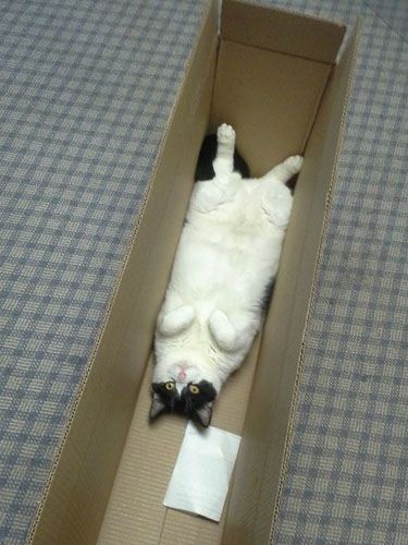 Nosara, Funny Cat Photos, Cat Box, Animal Pics, Cute Kittens, Cats Meow, On The Floor, Crazy Cat Lady, Beautiful Cats