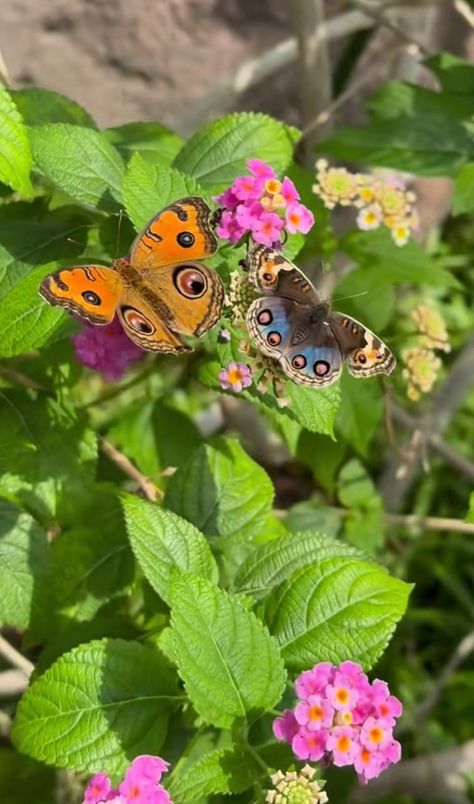 Pretty Flowers Photography, Tools Tattoo, Gardener Aesthetic, Garden Aesthetics, Wallpaper Garden, Cottagecore Garden, Nature Butterfly, Iphone Wallpaper Photography, Patio Design Ideas