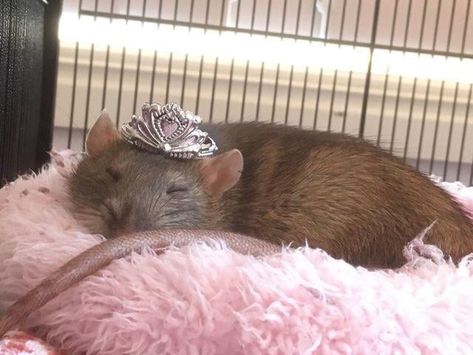 A Rat, Pink