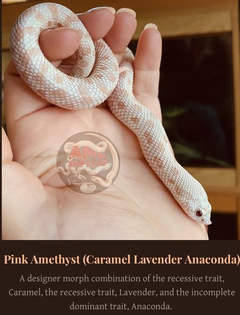 Snakes Hognose, Pet Hognose Snake, Arya 2, Hognose Snake Morphs, Snow Hognose Snake, Snake Morphs, Lavender Western Hognose Snake, Western Hognose, Rosy Boa