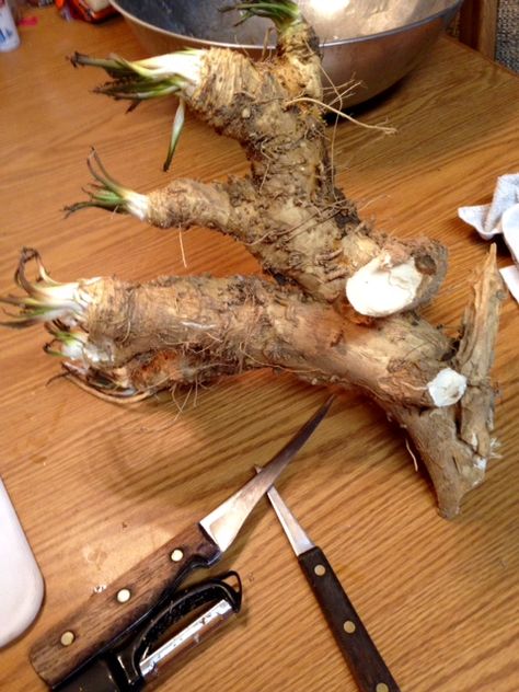 Growing Horseradish, Canned Recipes, Cooking Knowledge, Horse Radish, Homemade Horseradish, Horseradish Recipes, Preserving Recipes, Fresh Horseradish, Canning 101