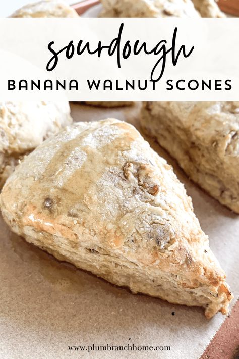 Every bite of these sourdough banana walnut scones is layered with fresh banana, pure maple syrup, sea salt, and chopped walnuts. It creates a balanced sweet and savory flavor with the perfect texture. Not to mention the finishing touch of a maple syrup drizzle and a sea salt sprinkle. You'll love how simple this recipe is! Banana Sourdough, Cheddar Scones Recipe, Savory Scones Recipe, Walnut Scones, Sourdough Scones, Lemon Poppy Seed Scones, Sourdough Banana, Banana Scones, Peach Scones