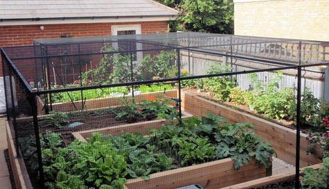 Garden Bed Cage, Garden Enclosures, Fruit Cages, Fruit Cage, Vegetable Garden Raised Beds, Garden Netting, Veggie Patch, Steel Cage, Garden Veggies