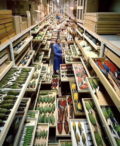 “This is a fascinating place; it’s chock-full of interesting people doing really neat stuff.” That’s how Chip Clark once described the Smithsonian National Museum of Natural History where he worked as a photographer for 37 years. Chip arrived at the… Knolling Photography, Museum Storage, Things Organized Neatly, Messy Nessy Chic, Smithsonian Museum, The Secret World, Crafts Videos, Museum Of Natural History, Natural History Museum