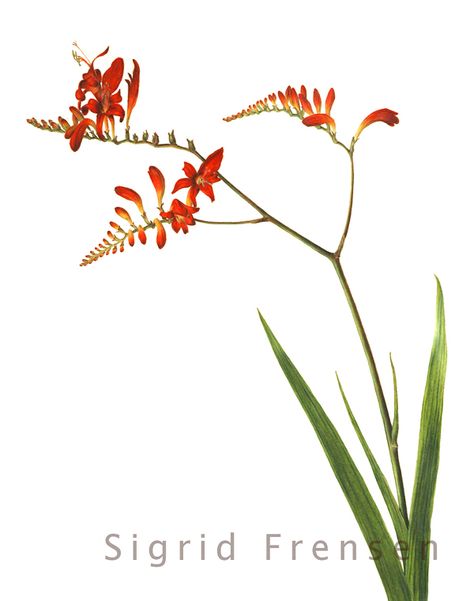 Crocosmia 'Lucifer' Colored Pencil Drawing Tutorial, Crocosmia Lucifer, Sketch Nature, Hawaiian Flower Tattoos, Plumeria Tattoo, Florida Plants, Pencil Drawing Tutorials, Hawaiian Tattoo, Plant Tattoo