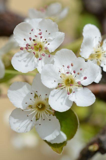 Lasting friendship: Pear blossom Pear Tree Blossom, Pear Orchard, Tawny Spring, Pear Flower, Tree Cottage, Pear Blossom, Pear Trees, Pear Tree, Language Of Flowers