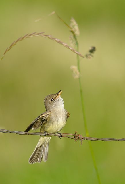 Willow Flycatcher by WesAslin Kinds Of Birds, Bird Watcher, Nature Birds, All Birds, Bird Pictures, Exotic Birds, Birdwatching, Pretty Birds, Bird Photo