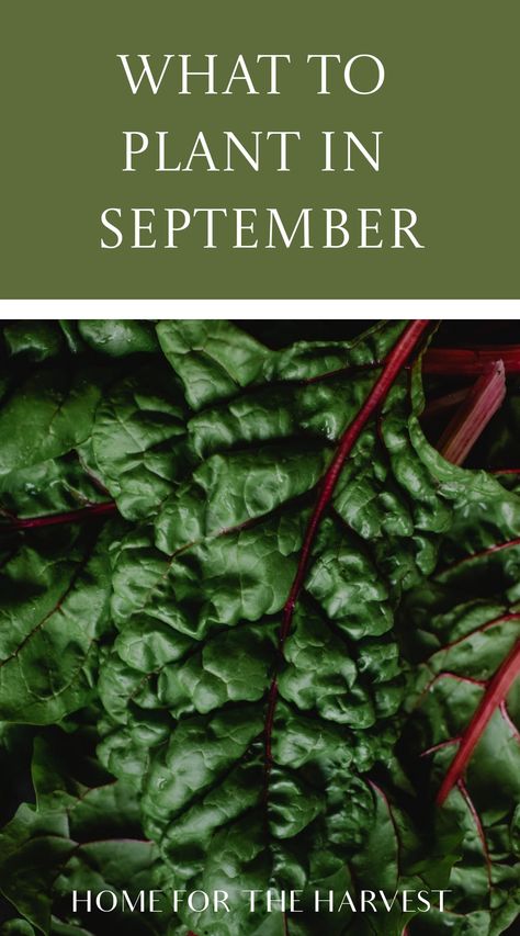 Crops To Plant In Fall, Things To Plant In September, Crops To Plant In September, Things To Plant In The Fall, What To Plant In The Fall, Plants To Plant In Fall, September Planting, Vegetables To Plant In September, What To Plant In September