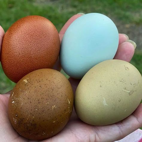 Barnvelder Chickens Eggs, Chicken Egg Collecting Ideas, Easter Egger Eggs, Colorful Chicken Eggs, Chickens That Lay Colored Eggs, Chicken Eggs Colors Chart, Americana Chickens Eggs, Barnvelder Chickens, Colored Chicken Eggs