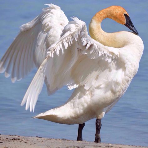 Trumpeter Swan, Flying Birds, Trumpeter, Field Guide, Birds Flying, The 20th Century, Feathers, North America, 20th Century