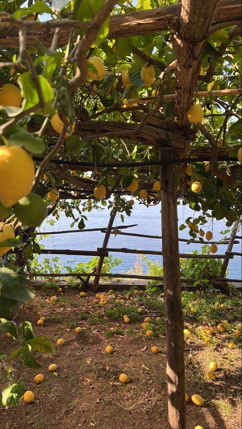 Italy-minori lemon farm Cottage Italy, Italian Country Side Aesthetic, Italian Farm Aesthetic, Farm Italy, Italy Farm Aesthetic, Sicilian Countryside, Sicily Lemon Aesthetic, Italy Farmhouse, Lemon Trees In Italy