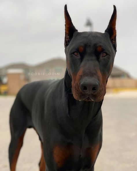 Doberman Ear Cropping, Tan Doberman, European Doberman, Prove Love, Doberman Love, Doberman Pinscher Dog, Doberman Puppy, Doberman Dogs, Weiner Dog