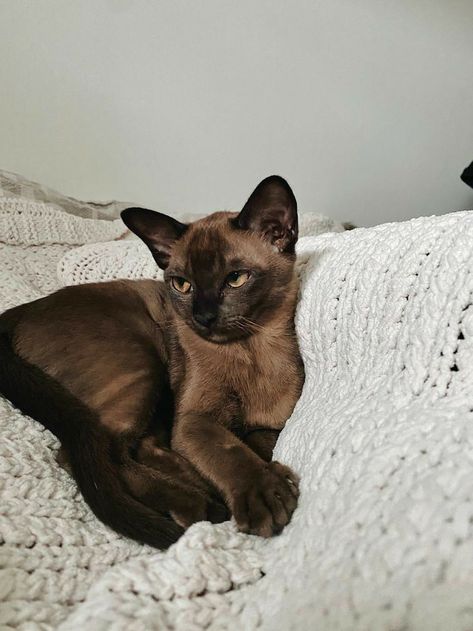 Burmese Cat, Söt Katt, Brown Cat, Pretty Animals, Cat Owner, Cute Creatures, Pretty Cats, Burmese, Funny Animal