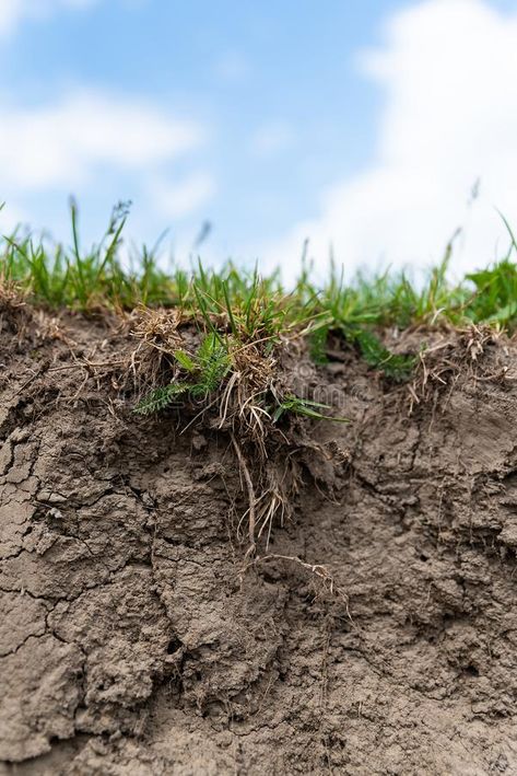 Soil Test, Grass Roots, Soil Testing, Soil Layers, Sky Background, Top Soil, Text Image, Stock Images Free, Stock Photography