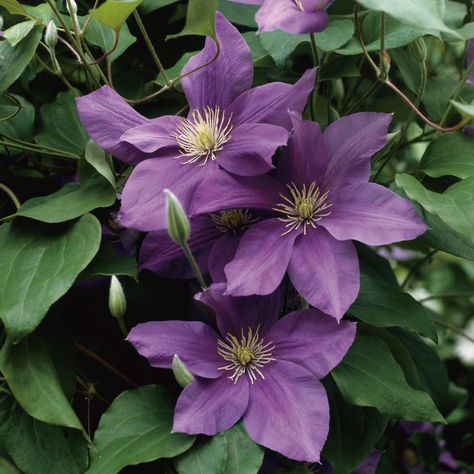 Botanical Sketches, Purple Clematis, Flower Types, Clematis Flower, Purple Garden, Garden Images, Veggie Garden, Growing Flowers, Types Of Flowers