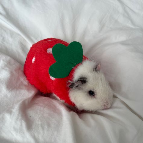 Guinea Pigs Aesthetic, Guinea Pig Aesthetic, Strawberry Aesthetics, Halloween Aesthetic Outfits, Hamster Costume, Strawberry Shortcake Outfits, Strawberry Cute, Strawberry Costume, Cow Costume