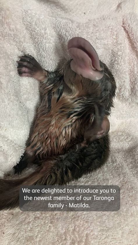 Taronga Zoo on X: "Introducing the newest member to the Taronga family – Matilda 💚💛 Named in honour of our incredible women’s soccer team the @TheMatildas and their record breaking representation at the @fifawomensworldcup 🏆 Thank you for inspiring a nation. @ChrisMinnsMP @PennySharpemlc https://t.co/1tTI5pRIv0" / X Capybara Meme, Raccoon Memes, Zoology Memes Humor, Sea Otter Memes, Raccoon Memes Hilarious, Platypus, Cute Reptiles, Pretty Animals, Cute Wild Animals