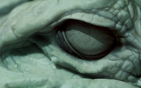 @archillect : https://t.co/ZAuMgrLTCt Reptile Eye, Eyes Wallpaper, A Silent Voice, Reptiles And Amphibians, A Song Of Ice And Fire, Mortar And Pestle, Homestuck, Dragon Age, Skyrim