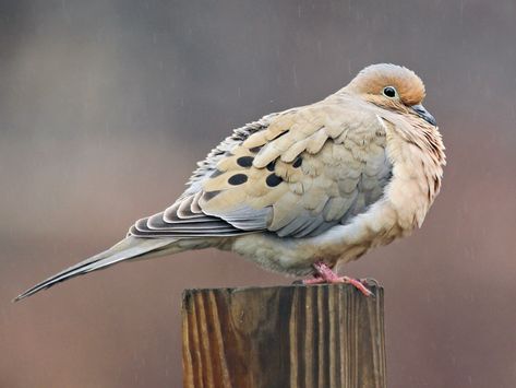 Band Tailed Pigeon, Morning Dove, White Wings, Backyard Birds, All Birds, Animals Images, Bird Species, Bird Watching, Bird Feathers