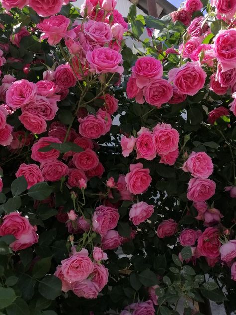 roses. nature. flowers Roses In Nature, Fake Pics, Nature Flowers, My Gallery, In Nature, Roses, Flowers, Quick Saves, Nature