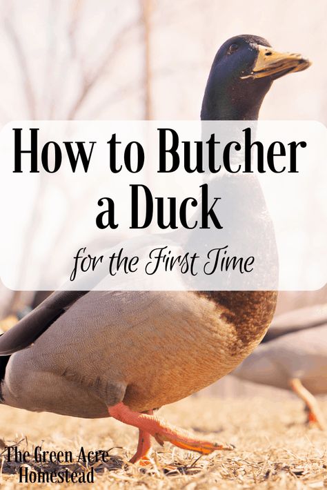 Backyard Ducks, Duck Breeds, Duck Farming, Raising Ducks, Acre Homestead, Raising Backyard Chickens, Homesteading Skills, Time Alone, Mini Farm