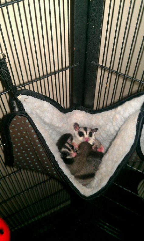 Sugar gliders Simon & Pixie Sugar Glider Pet, Sugar Glider Toys, Dream Pet, Sugar Bears, Sugar Gliders, Pet 1, Favorite Animals, Sugar Glider, Hamsters