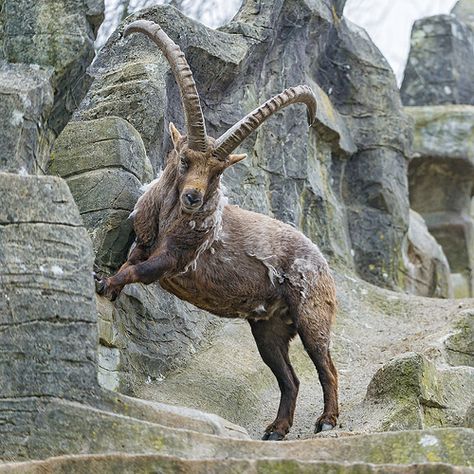 Jumping ibex Horned Animals, Animals With Horns, Long Horns, Long Horn, National Animal, Mule Deer, Mountain Goat, Manx, Majestic Animals