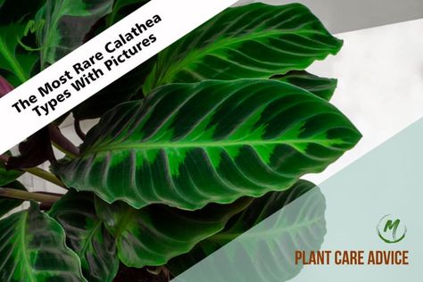 Greetings, plant lovers! We welcome you to the world of Calatheas, where beauty and uniqueness come alive! These rare Calathea types with pictures featured in this article will charm you with their vibrant foliage and enchanting blooms. From elegant and eye-catching to exotic and magical, these rare Calathea varieties will splash color and character into … The Most Rare Calathea Types With Pictures Read More » The post The Most Rare Calathea Types With Pictures appeared first on . Calathea Types, Calathea Varieties, Calathea Plant, Green Veins, Add Character To Your Home, Splash Color, Plant Nursery, Exotic Plants, Garden Center