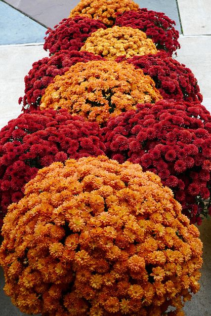 2 of the 4 wedding colors! Also like this idea to line the isle with mums Fall Mums Wedding Aisle, Fall Wedding With Green Dresses, Yellow Mums Flowers, Fall Mums Wedding Decor, Wedding Mums Decor, Landscaping With Mums, Mum Colors Combinations, Fall Mums Wedding, Red Fall Decor