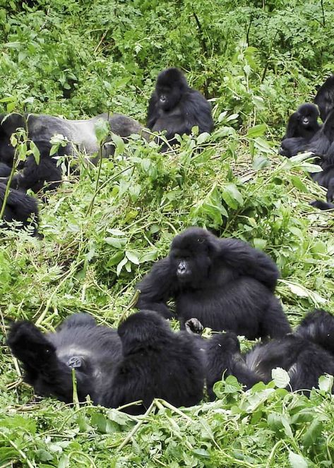 Cross River Gorilla, Eastern Lowland Gorilla, Eastern Gorilla, Uganda Africa, Western Lowland Gorilla, Gorilla Trekking, Monkey Wallpaper, Africa Wildlife, Collective Nouns