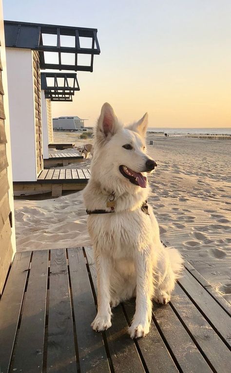 #German_Shepherd_care #German_Shepherd_dog #German_Shepherd_puppy_price #German_Shepherd_for_sale #German_Shepherd_review White Dog Breeds, White Swiss Shepherd, White Shepherd, White German Shepherd, Pretty Dogs, White Dog, Dog Wallpaper, Dogs Puppy, Shepherd Puppies