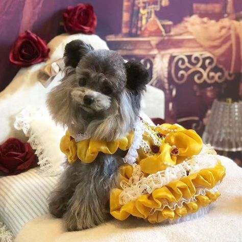 Halloween Costume Cosplay Party Dress for Cat Dog Pet Halloween Costume Dog, Dog Halloween Costume, Belle Princess, Beauty Beast, Hairless Cat, Pet Dress, Dog Halloween Costumes, Chinese Crested, Dog Dress