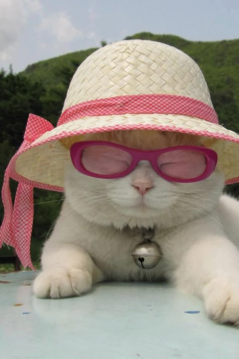 Image Chat, Wearing Sunglasses, Cat Hat, White Cats, Cute Kittens, Cats Meow, Crazy Cat Lady, Beautiful Cats, 귀여운 동물