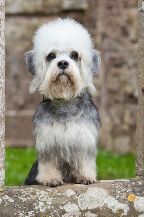 6 versatile dog breeds that make the best all-rounder companions Dandie Dinmont Terrier, Pedigree Dog, Waterproof Dog Coats, Terrier Breeds, Grey Dog, Most Popular Dog Breeds, Guide Dog, Popular Dog, Dog Face