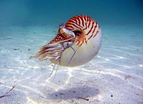 Natural Forms Sea Life, Nautilus Aesthetic, Nautilus Animal, Ocean Life Photography, Underwater Drawing, Chambered Nautilus, Ocean Drawing, Hooded Nudibranch, Opalescent Nudibranch