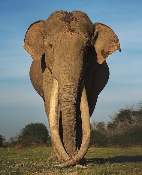 Asiatic Elephant Bull 🐘 Photo by @shaazjung  #WildPlanet Sri Lankan Elephant, Asiatic Elephant, World Elephant Day, Photography Guidelines, Strongest Animal, Biggest Elephant, Nature Music, Asian Elephant, Nat Geo