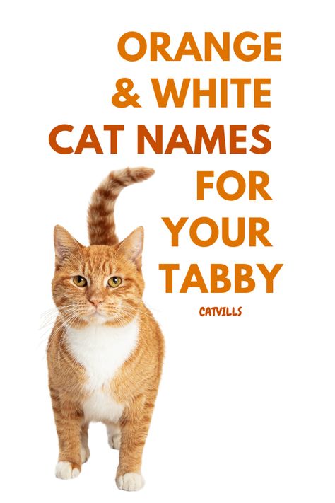 If you're looking for unique and creative names for your orange and white cat, then you've come to the right place! Catvills.com has compiled a comprehensive list of orange and white cat names, including both traditional and modern options. From old-fashioned monikers to more trendy ones, you're sure to find the perfect name for your cuddly companion. Keep reading to find out more! Orange And White Tabby Cats, Cat Names Orange, Pics Of Kittens, Orange Cat Names, Tabby Cat Names, Girl Cat Names, White Tabby Cat, Orange And White Cat, Wholesome Pictures