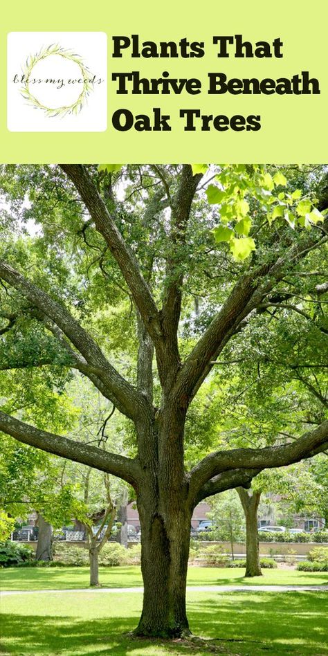 Landscaping Under Oak Trees, Oak Tree Garden, Oak Trees Landscaping, Shade Loving Plants, Red Oak Tree, White Oak Tree, Shade Loving Perennials, Growing Grass, Shady Tree