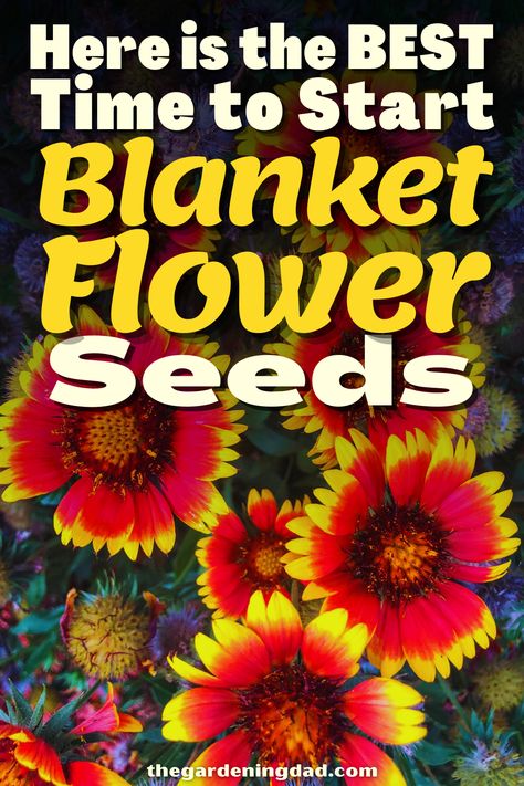 Do you want to start a new hobby of growing Blanket Flower Seeds? Look no further, The Gardening Dad will go over the best time to start your seeds. #Thegardeningdad #blanketflower #garden Planting Flowers From Seeds, Flowers From Seed, Blanket Flower, Indian Blankets, Different Types Of Flowers, Organic Soil, Pollinator Garden, Beneficial Insects, Growing Seeds