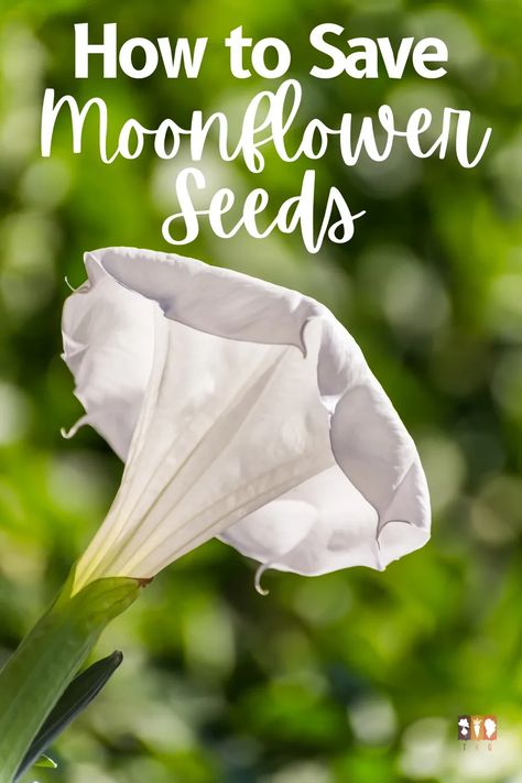 Learn how to save moonflower seeds to plant next year. This tropical white morning glory has beautiful vines with large white flowers and are a fragrant summer favorite! Moon Flower Plant Care, Morning Glories Flowers, Moon Flower Vine, Moon Flower Plant, White Morning Glory, Hyacinth Bean, Moonflower Vine, Morning Glory Seeds, Morning Glory Vine