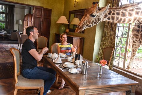 A Unforgettable stay at Giraffe Manor, Nairobi, Kenya Giraffe Manor Hotel, Giraffe Hotel, Coffee And Conversation, Giraffe Manor, Ben Brown, Carlton Hotel, Travel Project, Boston Hotels, Holiday Hotel