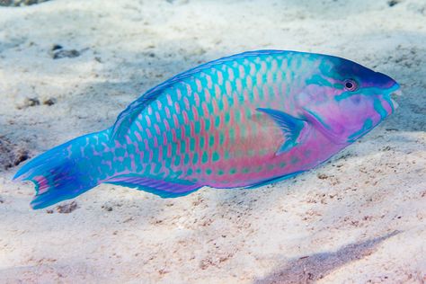 Tahiti French Polynesia, Parrot Fish, Hanauma Bay, Deep Sea Creatures, Exotic Fish, Aquatic Animals, Fishing Life, French Polynesia, Underwater Photography