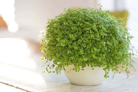 Terrarium Plants - 17+ Plants to Grow in Your Terrarium | Trees.com Closed Terrarium Plants, Plant In Glass, Ficus Pumila, Nerve Plant, Small Terrarium, Lipstick Plant, Air Plant Terrarium, Smart Garden, Best Indoor Plants