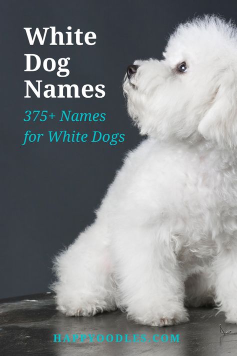 White Dog Names, Pet Names For Dogs, Puppies Names Female, White Retriever, Cute Dog Names, White Dog Breeds, Great Dog Names, White Fluffy Dog, Cute Puppy Names