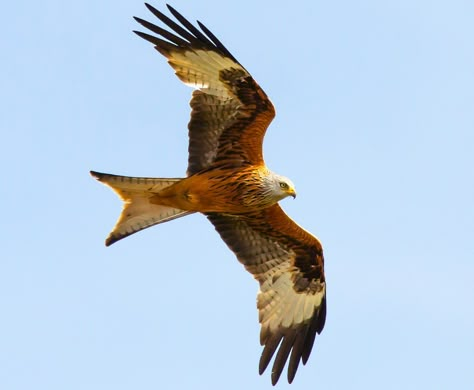 Red Kite In Flight, #Red, #Flight, #Kite Red Kite Bird, Bird Of Prey Tattoo, Medicine Plants, Interesting Birds, Red Kite, Bird In Flight, British Birds, African Grey Parrot, Kite Flying