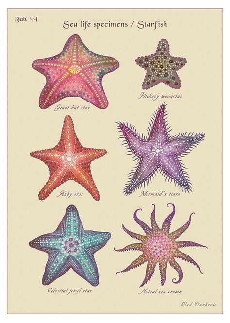 Sea Life Specimens :: Behance Sea Life Wallpaper, Sea Drawing, Mermaid Poster, Sea Life Art, Mermaid Aesthetic, Vintage Mermaid, Life Poster, Beach Posters, Etsy Instagram