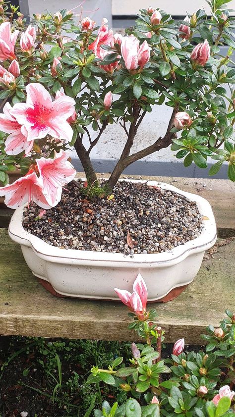 simplybonsai on Instagram: Azaleas in Bloom www.simplybonsai.co.nz #art #azalea #bonsai #bonsaitree #bonsaiart #christchurch #grow #giftideas #giftideasnz #hobbies… Azalea Bonsai, Moss Ball, Nz Art, Moss Balls, Bonsai Art, Christchurch, Bonsai Tree, In Bloom, Bird Bath