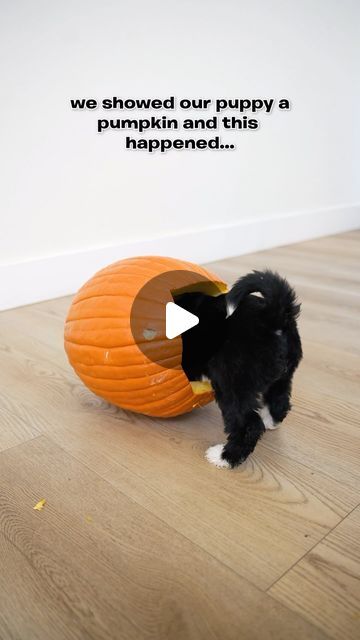 Sheepadoodle Puppies on Instagram: "Ok but she crushed this photoshoot🎃👻 #halloween #pumpkinhead #photoshoot #puppy #dogsofinsta #spooktober #spookyszn" Pumpkinhead Photoshoot, Sheepadoodle Puppy, Pumpkin Head, Dogs Puppies, Goldendoodle, A Pumpkin, Cuteness Overload, Artsy Fartsy, Utah