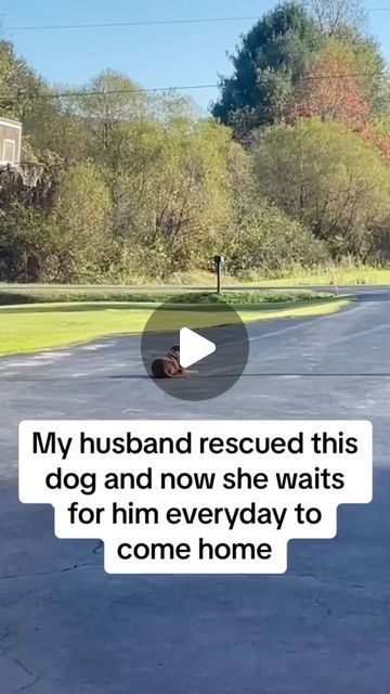 Emma Graf on Instagram: "She found her human 👏🐶💖 The bond between this sweet rescue doggy and her dad is just so precious. She has found her human, and her human has found her ❤️ there are so many shelter dogs still waiting for their human to come along. Please consider adopting and making a shelter animals dreams come true like this sweet girls did. 🙏 @emmaveganforanimals 🎥 @vt tk #adoptdontshop #doggylove #adoptionistheonlyoption #whorescuedwho #rescuedog" Dogs Getting Adopted, Dog Shaming Photos, Shelter Dogs Adoption, Dog And Baby, Rescue Dogs For Adoption, Unbelievable Pictures, Dog Rescue Stories, Beautiful Dogs Photos, Dog Shelter